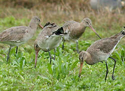 Black-tailed Godwit