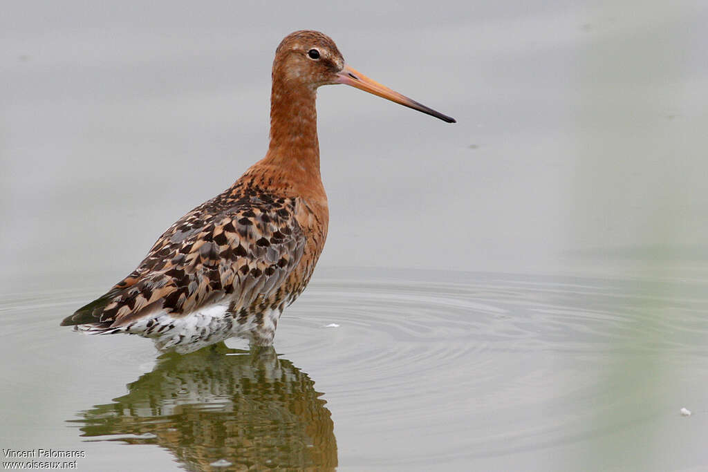 Black-tailed Godwitadult breeding, identification