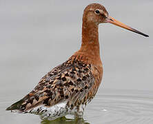 Black-tailed Godwit