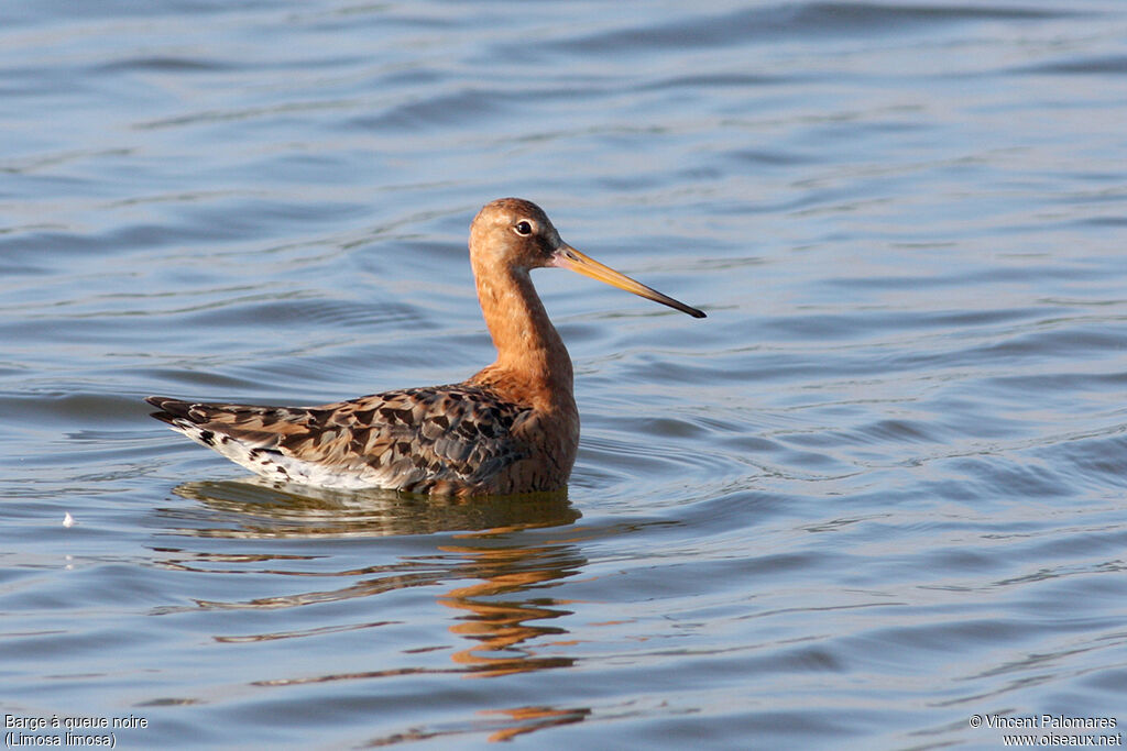 Black-tailed Godwitadult breeding