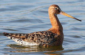 Black-tailed Godwit