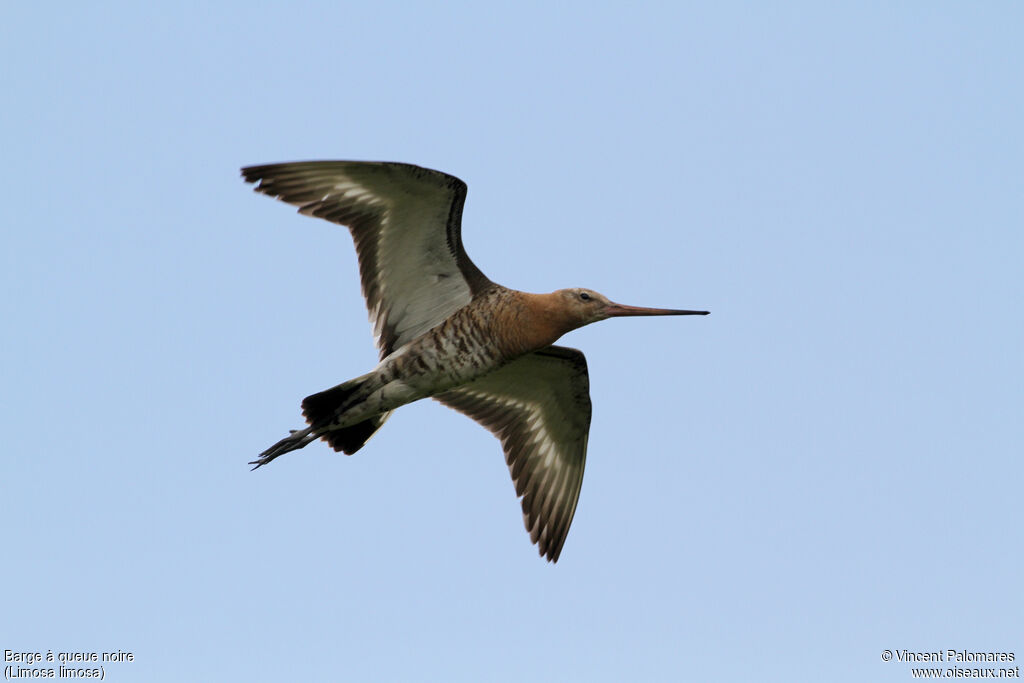 Black-tailed Godwit