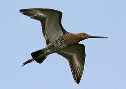 Black-tailed Godwit