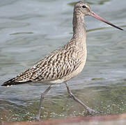 Bar-tailed Godwit