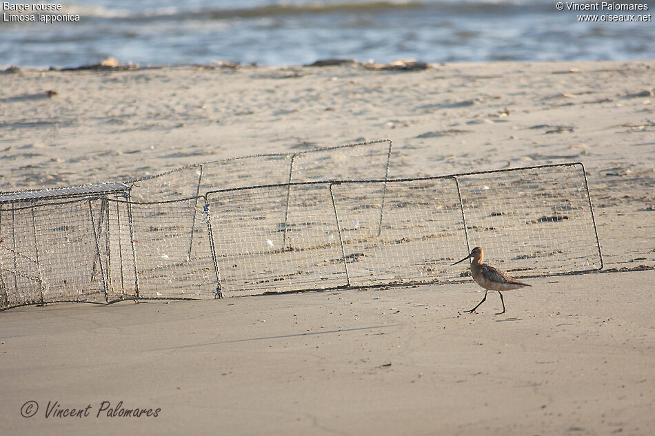 Bar-tailed Godwit