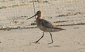 Bar-tailed Godwit