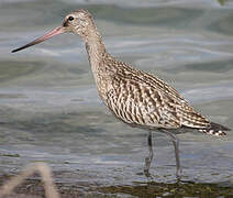 Bar-tailed Godwit