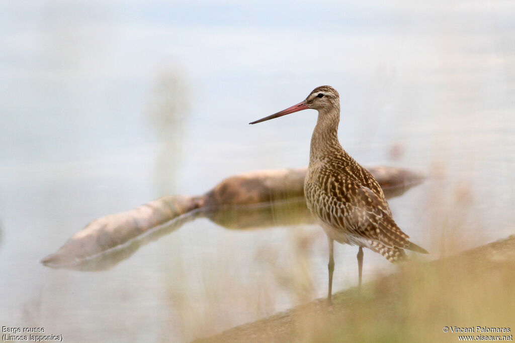 Bar-tailed Godwitjuvenile