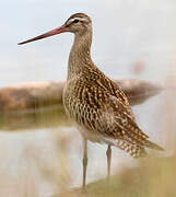 Bar-tailed Godwit