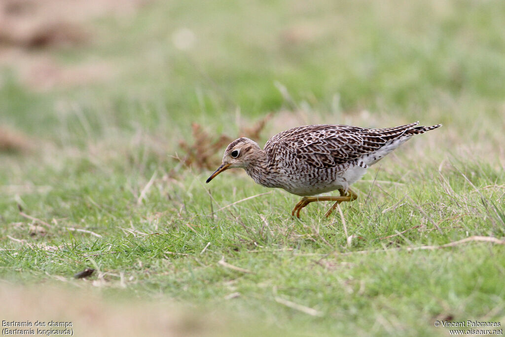 Upland Sandpiper