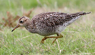 Upland Sandpiper