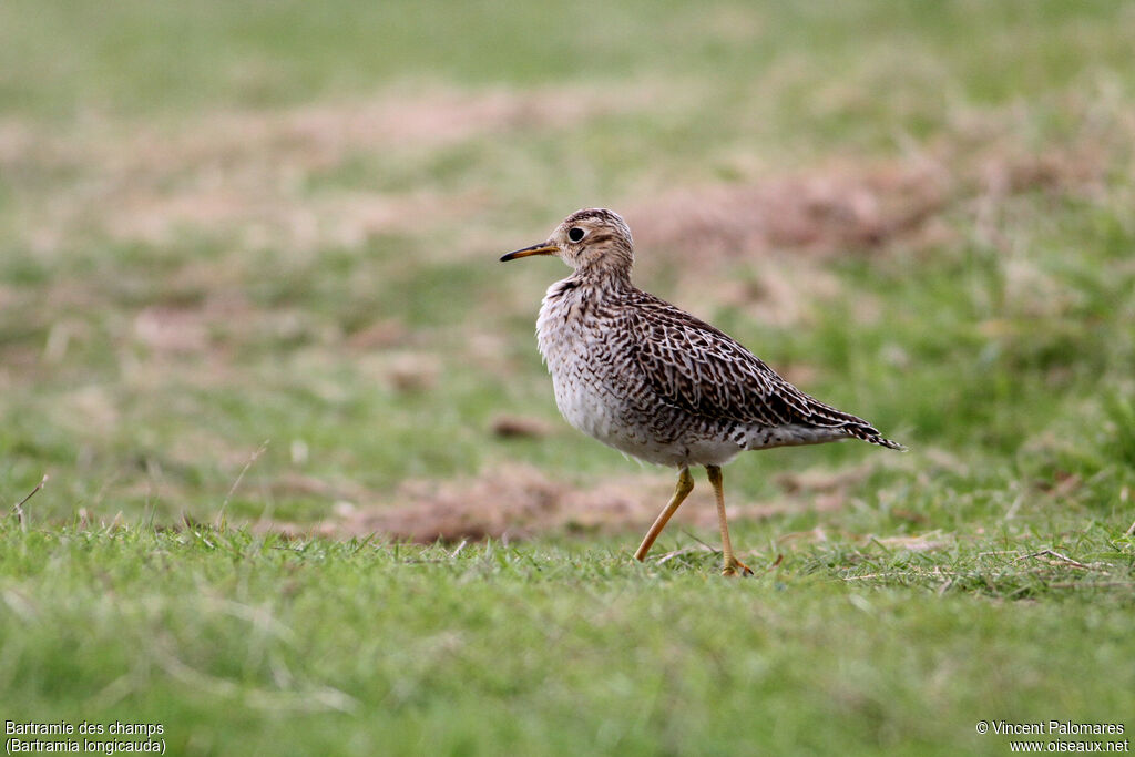 Upland Sandpiper