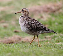 Upland Sandpiper