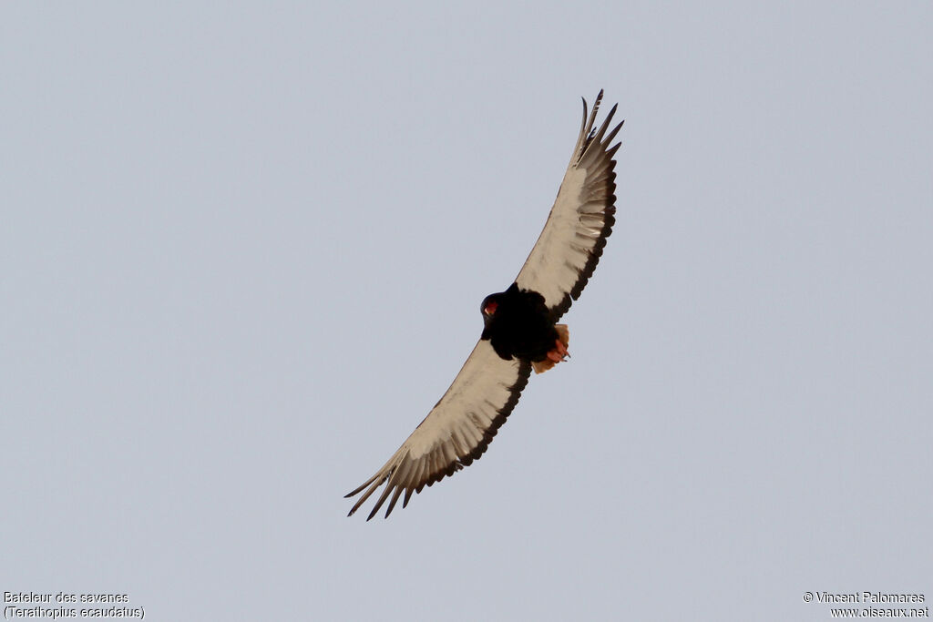 Bateleur des savanesadulte, Vol