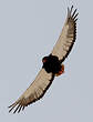 Bateleur des savanes