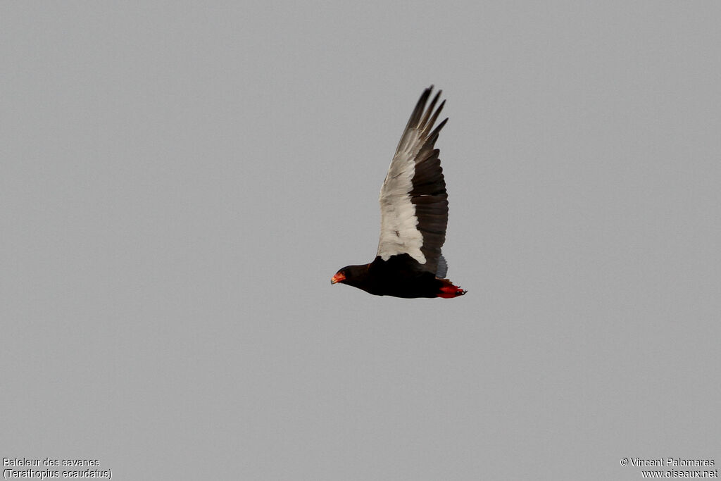 Bateleur des savanesadulte, Vol