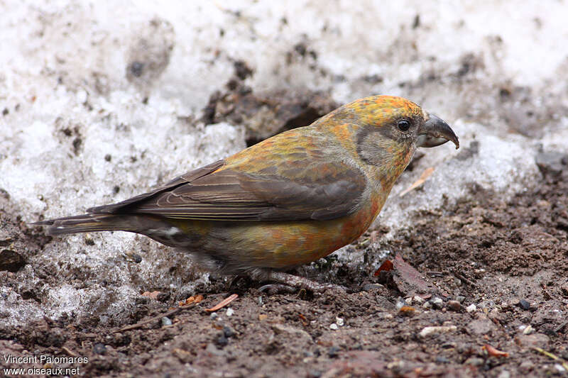 Red Crossbill male Second year, feeding habits, Behaviour