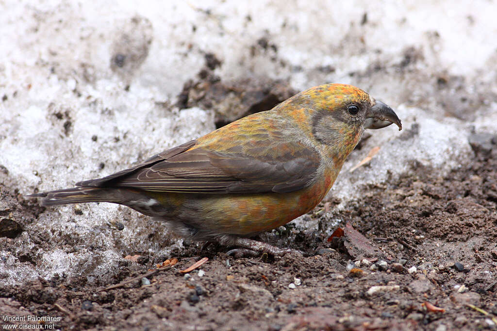 Red Crossbill male Second year, feeding habits, Behaviour