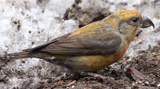 Red Crossbill