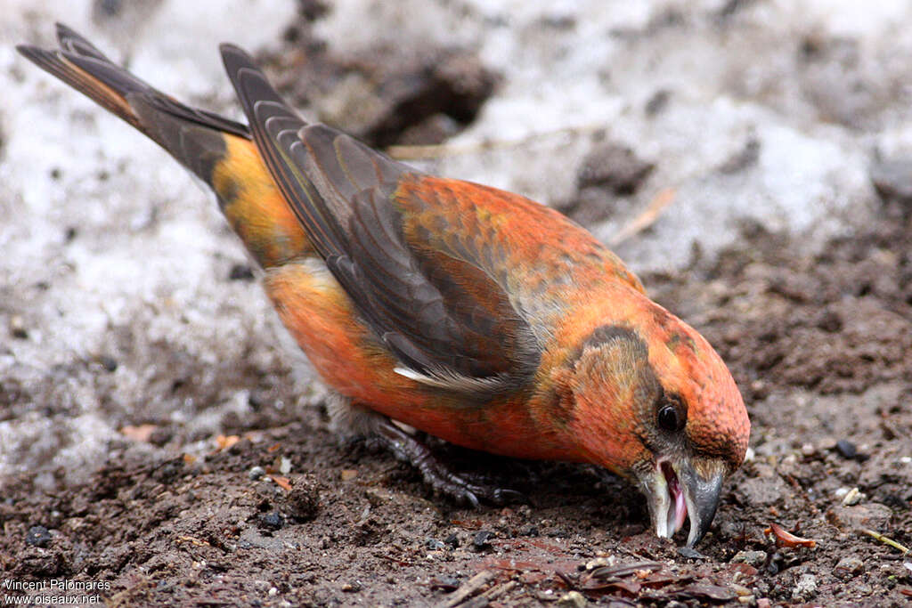 Red Crossbill male adult, feeding habits, Behaviour