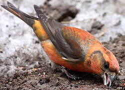 Red Crossbill