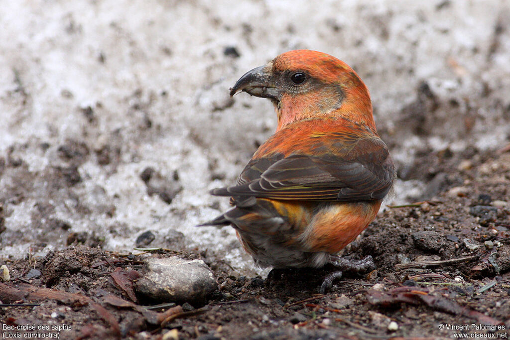 Red Crossbill male adult