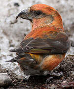 Red Crossbill