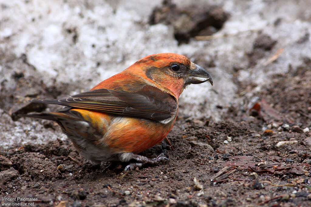 Red Crossbill male adult, feeding habits