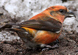 Red Crossbill