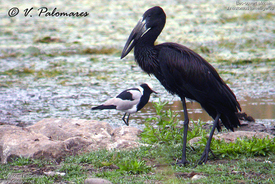 African Openbill