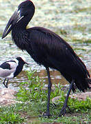 African Openbill