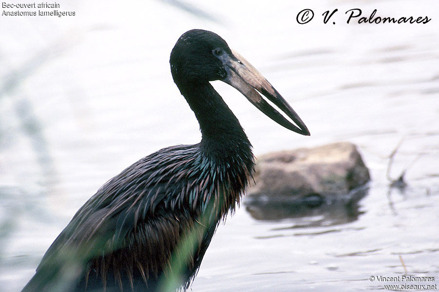 African Openbill