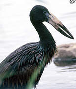 African Openbill