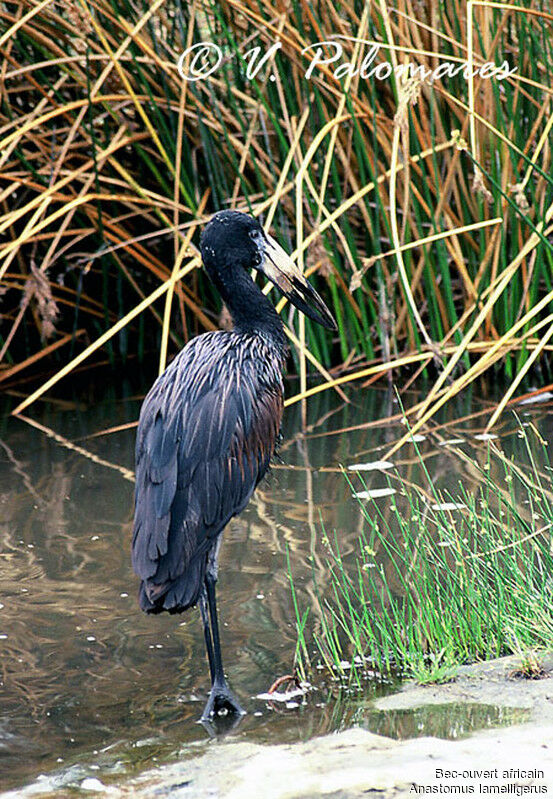 African Openbill