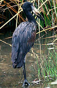 African Openbill