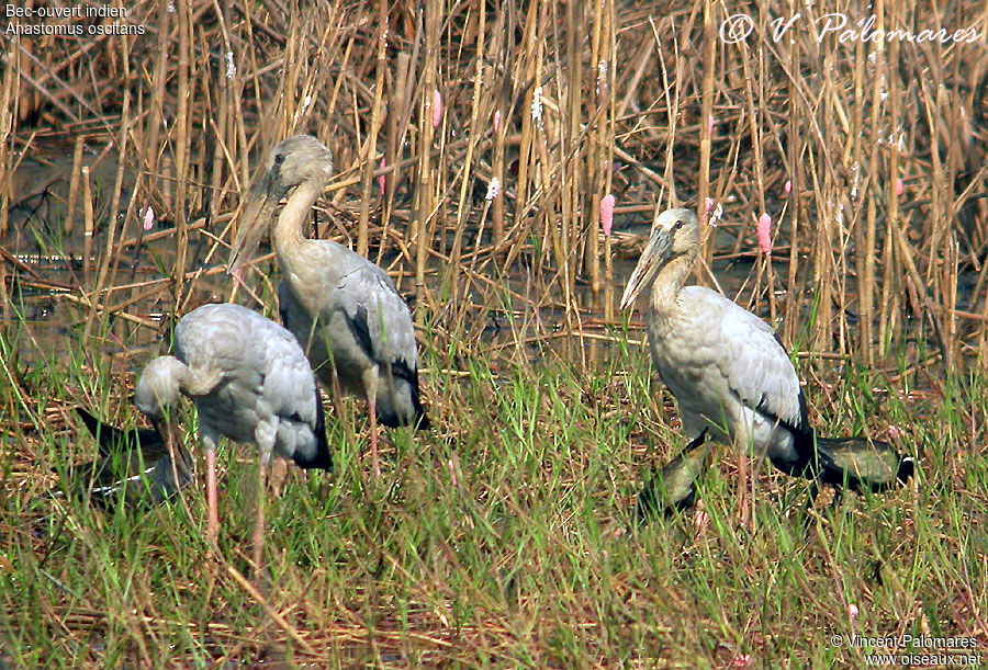 Asian Openbill