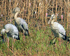 Asian Openbill