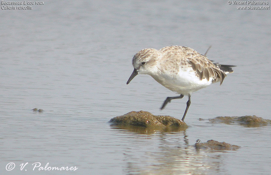 Red-necked Stint