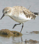 Red-necked Stint