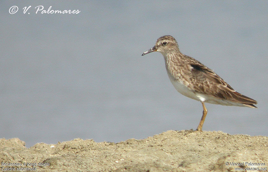 Long-toed Stint