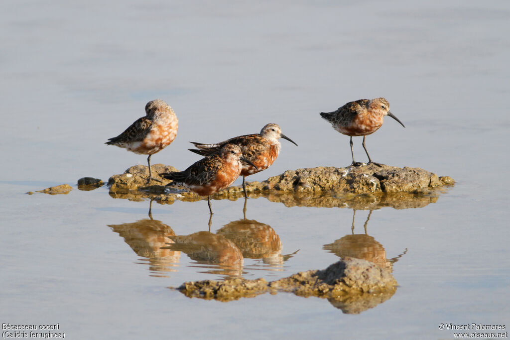 Curlew Sandpiperadult