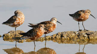 Curlew Sandpiper