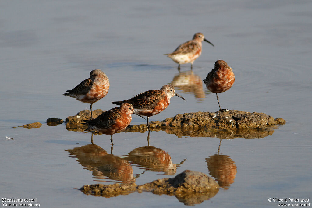 Curlew Sandpiperadult