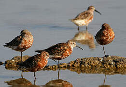 Curlew Sandpiper