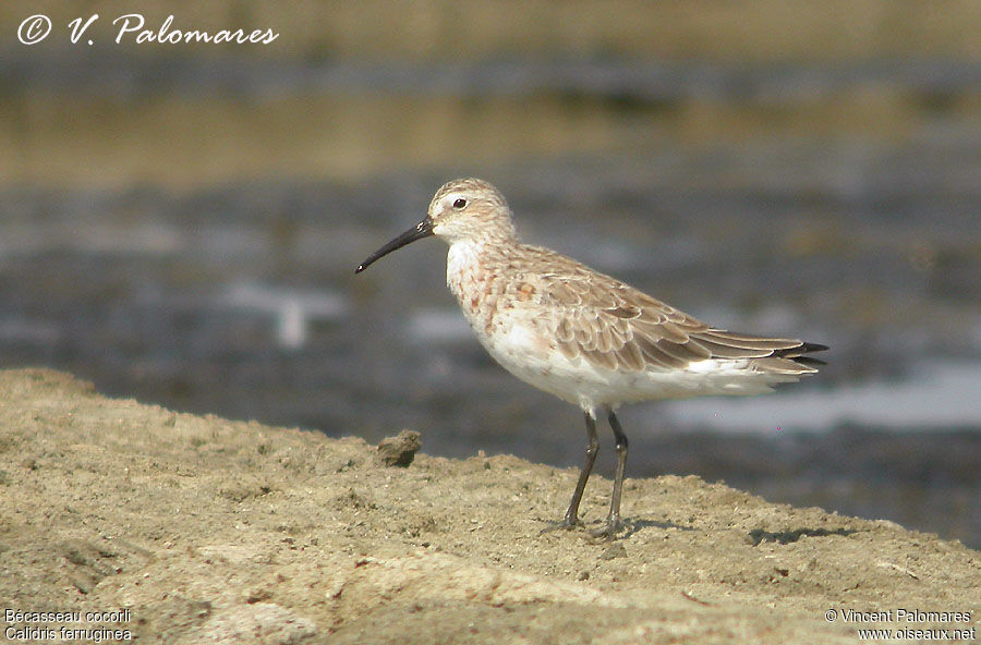 Curlew Sandpiper