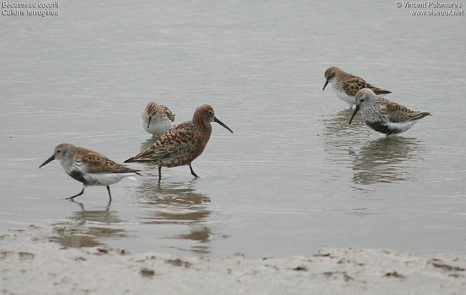 Curlew Sandpiper