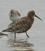 Curlew Sandpiper