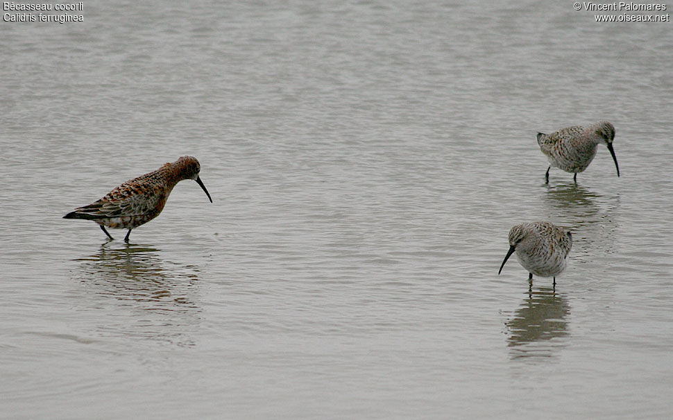 Curlew Sandpiper