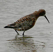 Curlew Sandpiper