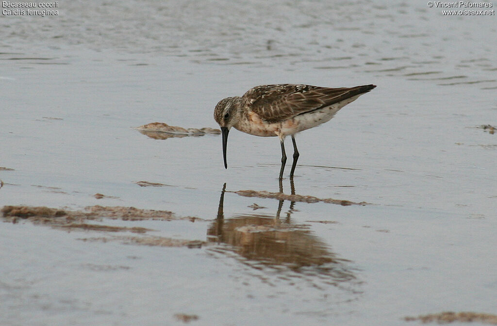 Curlew Sandpiper